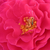 Ružičasta - Floribunda ruže - Souvenir d'Edouard Maubert